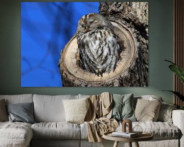 Tawny owl (Strix aluco) in a hollow tree stump Germany von Frank Fichtmüller