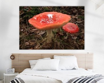 Amanite tue-mouches (Amanita muscaria), également appelée Amanite rouge Germany sur Frank Fichtmüller