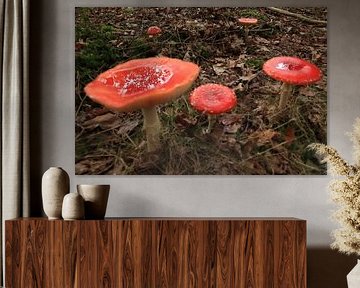Amanite tue-mouches (Amanita muscaria), également appelée Amanite rouge Germany sur Frank Fichtmüller