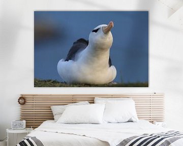 Black-browed Albatros ( Thalassarche melanophris ) or Mollymawk Helgoland Island Germany von Frank Fichtmüller