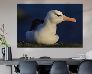 Black-browed Albatros ( Thalassarche melanophris ) or Mollymawk Helgoland Island Germany von Frank Fichtmüller