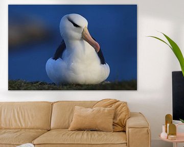 Black-browed Albatros ( Thalassarche melanophris ) or Mollymawk Helgoland Island Germany von Frank Fichtmüller