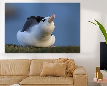 Black-browed Albatros ( Thalassarche melanophris ) or Mollymawk Helgoland Island Germany von Frank Fichtmüller