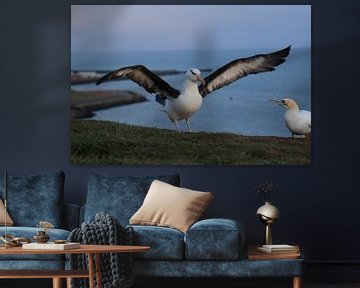 Black-browed Albatros ( Thalassarche melanophris ) or Mollymawk auf der Insel Helgoland Deutschland von Frank Fichtmüller