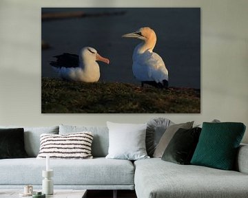 Zwartgegroefde albatros ( Thalassarche melanophris ) of Mollymawk op het eiland Helgoland Duitsland van Frank Fichtmüller