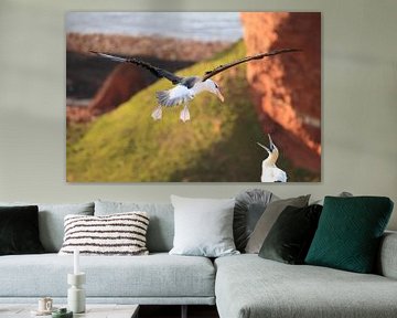 Black-browed Albatros ( Thalassarche melanophris ) or Mollymawk auf der Insel Helgoland Deutschland von Frank Fichtmüller