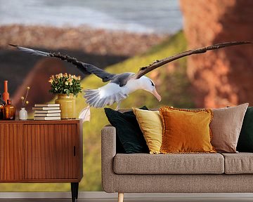 Black-browed Albatros ( Thalassarche melanophris ) or Mollymawk auf der Insel Helgoland Deutschland von Frank Fichtmüller