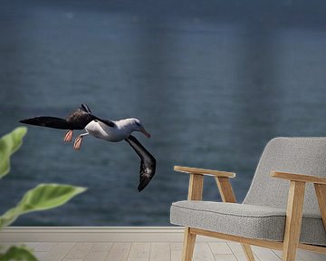 Black-browed Albatros ( Thalassarche melanophris ) or Mollymawk Helgoland Island Germany von Frank Fichtmüller