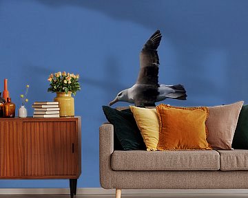 Black-browed Albatros ( Thalassarche melanophris ) or Mollymawk  von Frank Fichtmüller