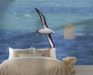 Black-browed Albatros ( Thalassarche melanophris ) or Mollymawk Helgoland Island Germany von Frank Fichtmüller