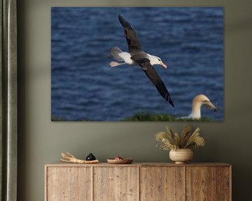 Zwartgegroefde albatros ( Thalassarche melanophris ) of Mollymawk Helgoland-eiland Duitsland van Frank Fichtmüller