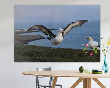 Zwartgegroefde albatros ( Thalassarche melanophris ) of Mollymawk Helgoland-eiland Duitsland van Frank Fichtmüller