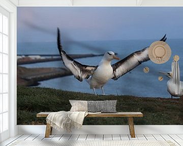 Black-browed Albatros ( Thalassarche melanophris ) or Mollymawk Helgoland Island Germany von Frank Fichtmüller