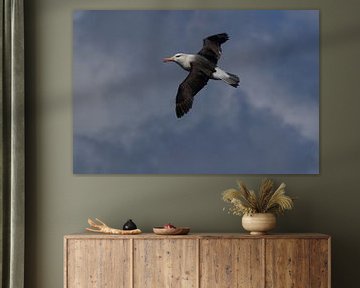 Black-browed Albatros ( Thalassarche melanophris ) or Mollymawk Helgoland Island Germany sur Frank Fichtmüller