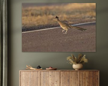 roadrunner" wegkoekoek (Geococcyx californianus), ook grote koekoek of grondkoekoek Nieuw-M van Frank Fichtmüller