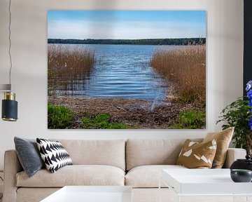 Rive d'un lac de la région des lacs du Mecklembourg sur Animaflora PicsStock