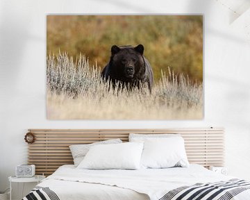 Grizzly Bear Yellowstone National Park Wyoming USA