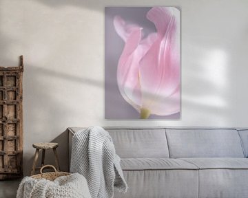 The soft pink tulip by Marjolijn van den Berg