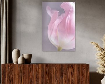 The soft pink tulip by Marjolijn van den Berg