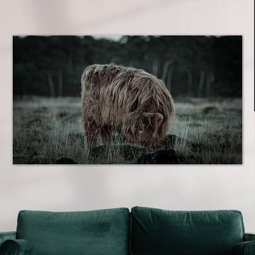 Kalf schotse hooglander in het Deelerwoud