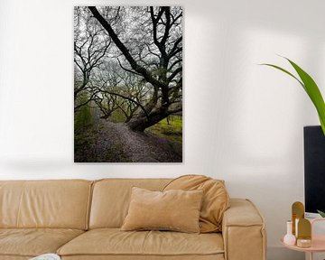 Wilde bomen in het bos van Elles van der Veen