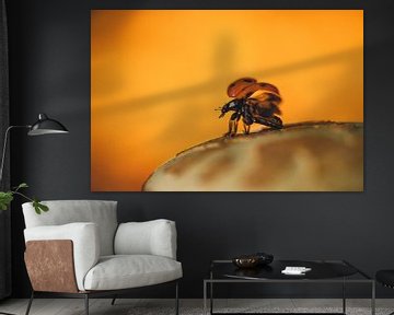 Ladybug by Astrid de Sonnaville