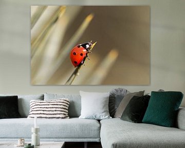 Coccinelle sur Eva Bos