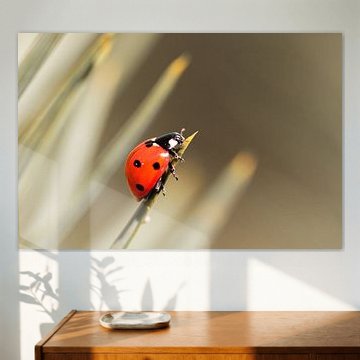 Coccinelle sur Eva Bos