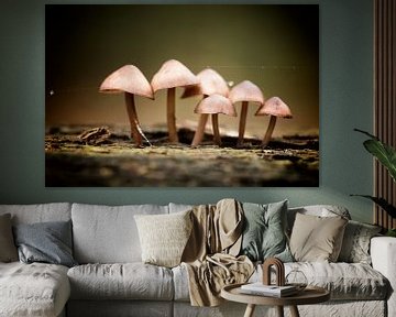 Mushroom family by Eva Bos