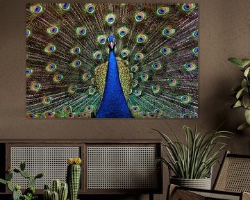 Peacock by Gisela- Art for You