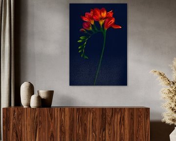 Moyze Stately - Freesia
