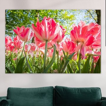 ? Experience the Magic of White Rose Tulips: A Refreshing Look at Timeless Beauty ?