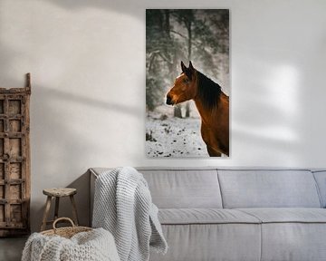 Wilde paard in het Planken wambuis in het sneeuw van AciPhotography