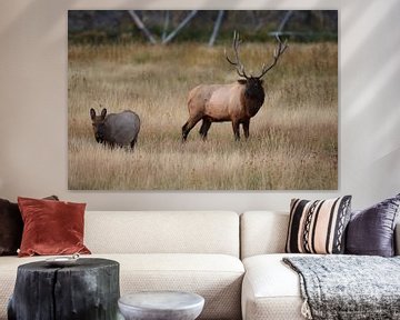 Eland, Wapiti, Cervus elephas, Yellowstone National Park, Wyoming van Frank Fichtmüller