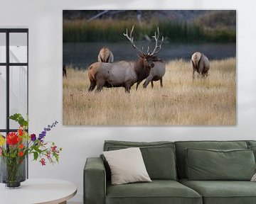 Eland, Wapiti, Cervus elephas, Yellowstone National Park, Wyoming van Frank Fichtmüller