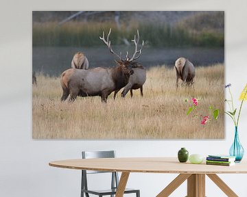 Eland, Wapiti, Cervus elephas, Yellowstone National Park, Wyoming van Frank Fichtmüller