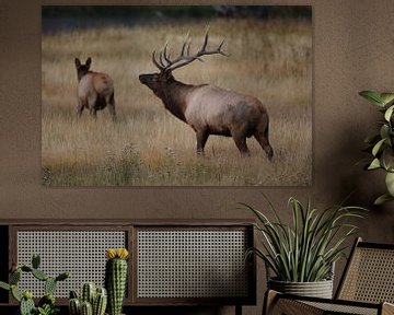 Eland (Wapiti), Cervus elephas, Yellowstone National Park, Wyoming van Frank Fichtmüller
