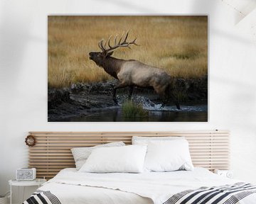 Elk, Wapiti, Cervus elephas, Yellowstone National Park, Wyoming von Frank Fichtmüller