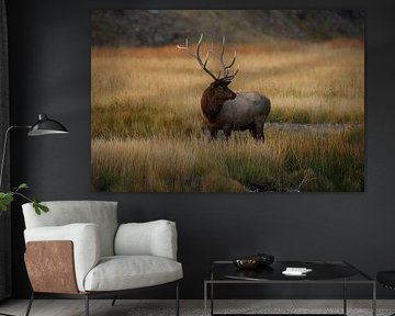 Eland (Wapiti), Cervus elephas, Yellowstone National Park, Wyoming