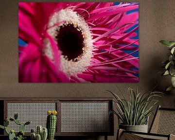 Fuchsia - Gerbera rose sur Marjolijn van den Berg