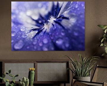 druppels op een blauw - paars viooltje van Marjolijn van den Berg