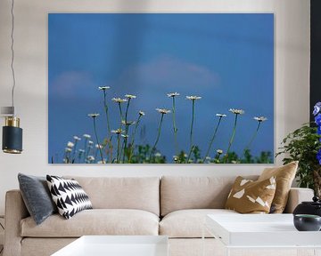 Daisies in the meadow
