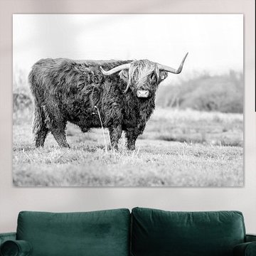 Scottish highlander black white