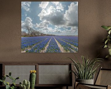 Boerderijen met een veld vol blauwe hyacinten, Sint Maartensvlotbrug, Noord-Holland