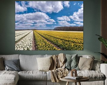 Blumenzwiebelfeld mit gelben und weißen Tulpen, Egmond-binnen, Noord-Holland von Rene van der Meer