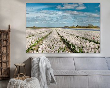 Bulb field with white hyacinths and windmill, Wimmenum, North Holland by Rene van der Meer