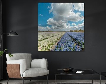 Bulb field with purple and white hyacinths, Wimmenum, North Holland