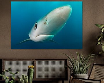 blauwe haai by Karin Brussaard