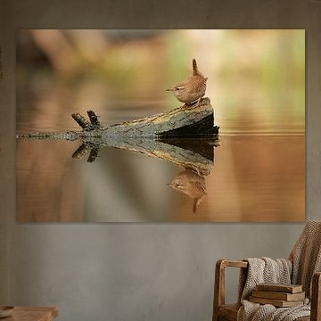 Zaunkönig auf dem Wasser mit Spiegelung