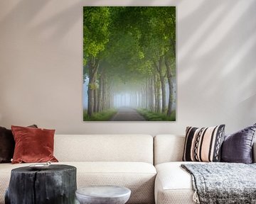 Des arbres dans le brouillard | Photo de paysage au printemps sur Marijn Alons
